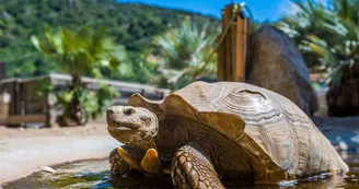 Tortue Sillonnée Tortue Sillonnée
