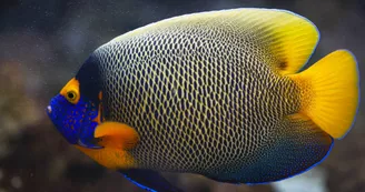 Poisson ange