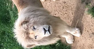 lion