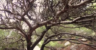 Pinède dans les calanques
