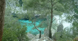 Les arbres dans les calanques