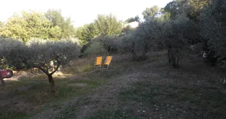 Oliveraie Oliveraie