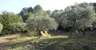 Oliveraie Oliveraie