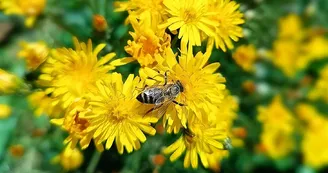 Nos abeilles