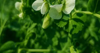 Fleur de pois