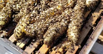 Les abeilles Les abeilles