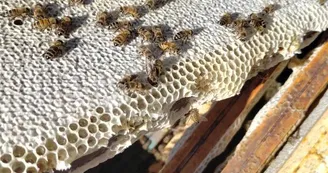 Les abeilles Les abeilles