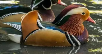 Ferme animalière d'Auriol_Auriol Ferme animalière d'Auriol_Auriol