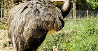 Parc Animalier - L'Arche de Méo_Mollégès Parc Animalier - L'Arche de Méo_Mollégès