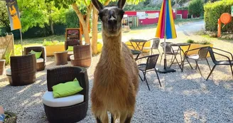 Lama