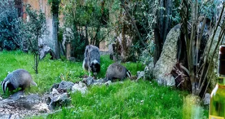 Les Animaux de Mariano Les Animaux de Mariano
