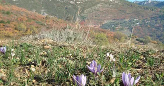 Terre de Safran - Céline Ceccaldi