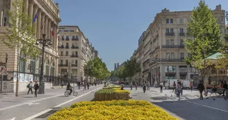 La Canebière, fleurs jaunes©mrOMTCM La Canebière, fleurs jaunes©mrOMTCM