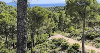 En route pour La Ciotat en forêt En route pour La Ciotat en forêt