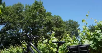Sun e-Bike Sun e-Bike
