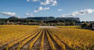 Domaine Cassis Bodin