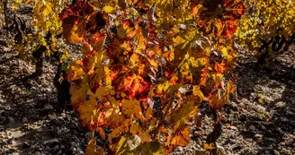 Domaine Cassis Bodin