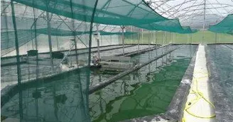 Bassin de spiruline Bassin de spiruline