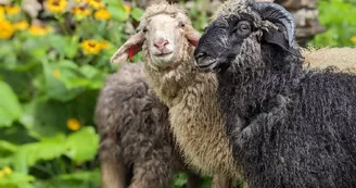 Moutons Moutons
