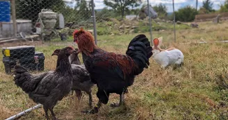 Lapin et volailles Lapin et volailles