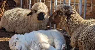 Moutons et Patou Moutons et Patou