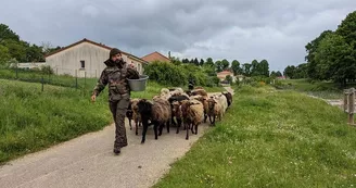 Moutons et fermier Moutons et fermier