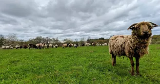 Moutons Moutons