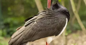 Cigogne-noire Cigogne-noire