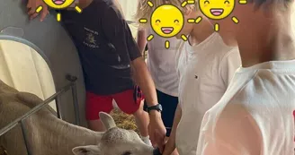 Caresse les veaux Caresse les veaux