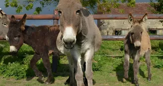 Equus Asinus Equus Asinus