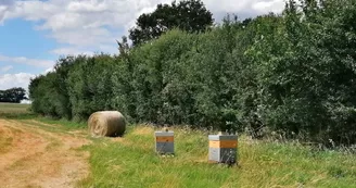 Vallée de la Sarthe - Souvigné - L'Apicole de Sophie