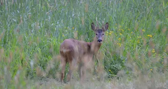 La Grande Savane - Saint-Paul-le-Gaultier - faune et flore