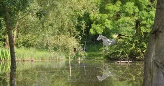 Etang La Bourrelière_Mareil sur Loir
