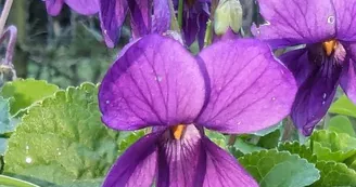Violettes Violettes
