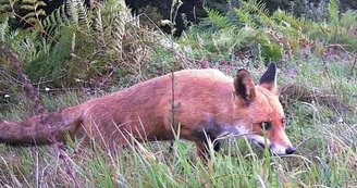 Renard-6 Renard-6