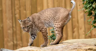 Lynx roux Lynx roux