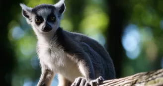 Bébé lémurien Bébé lémurien