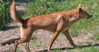 dingo dingo