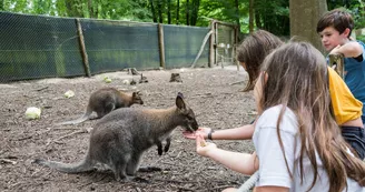 Spaycific' Zoo- Enclos des Wallaby Spaycific' Zoo- Enclos des Wallaby
