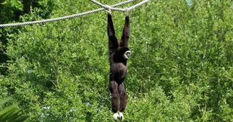 Gibbon-mains-blanches Gibbon-mains-blanches
