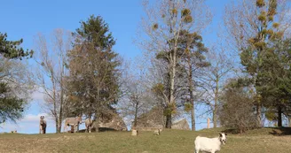 Animaux du parc animalier de Bourg-le-Roi Animaux du parc animalier de Bourg-le-Roi