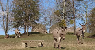 Ânes du parc animalier de Bourg-le-Roi Ânes du parc animalier de Bourg-le-Roi