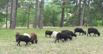 Moutons du parc animalier de Bourg-le-Roi Moutons du parc animalier de Bourg-le-Roi