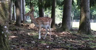 Daim au Parc animalier de Saint-Léonard-des-Bois Daim au Parc animalier de Saint-Léonard-des-Bois