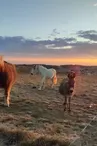 Mini ferme de Navas
