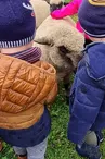 Complicités animales - Ferme pédagogique