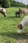 La Campagne du Ponyranch