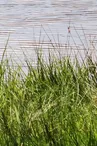 Etang de Margnat_1