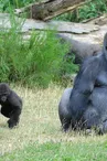 La Vallée des Singes à Romagne_1