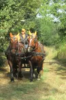 ecurie-saint-nicolas-attelage-balade-equestre-0761.JPG_1